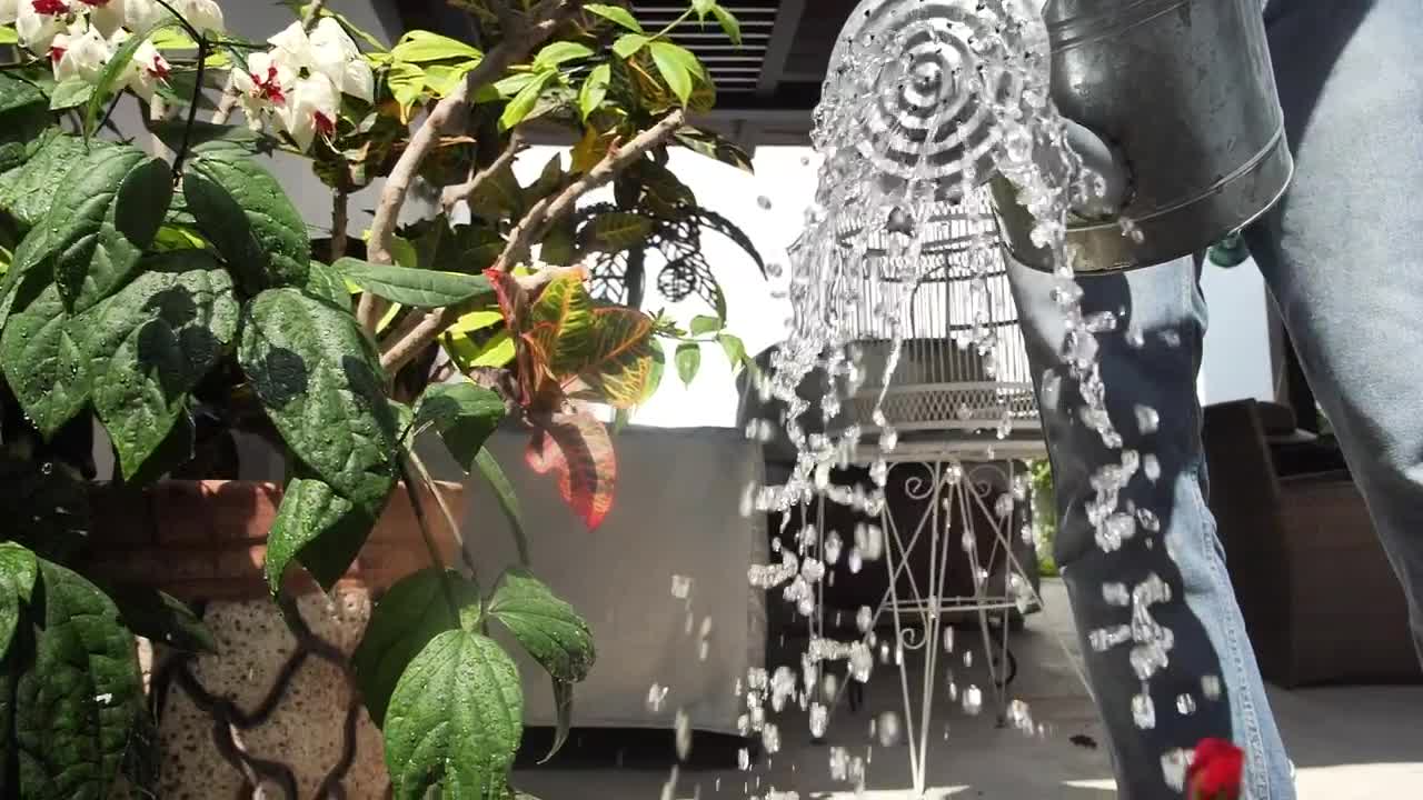 Video Stock Person Watering Plants In A Garden Live Wallpaper Free - Free Download