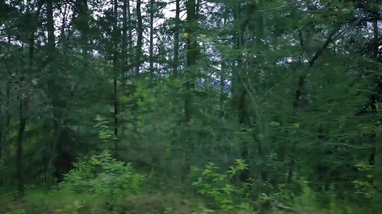 Free Stock Video View To The Trees Of A Dense Forest On A Live Wallpaper - Free Download