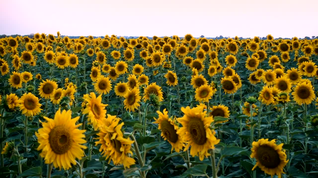 Free Video Stock Sunflower Field Blooming Live Wallpaper - Free Download