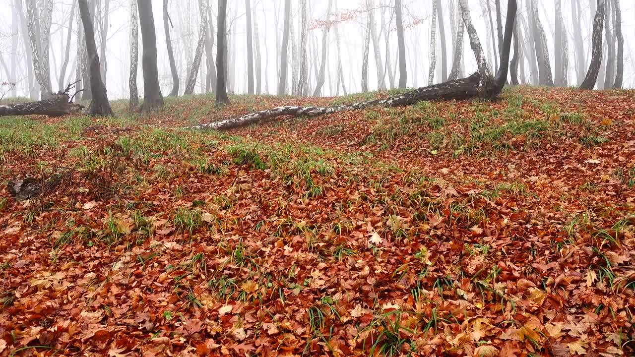Stock Video Early Morning Fog In A Forest Live Wallpaper For PC - Free Download