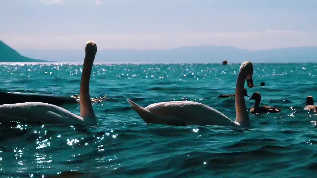 Free Stock Video White Swans And Ducks Swimming In The Lake Live Wallpaper - Free Download