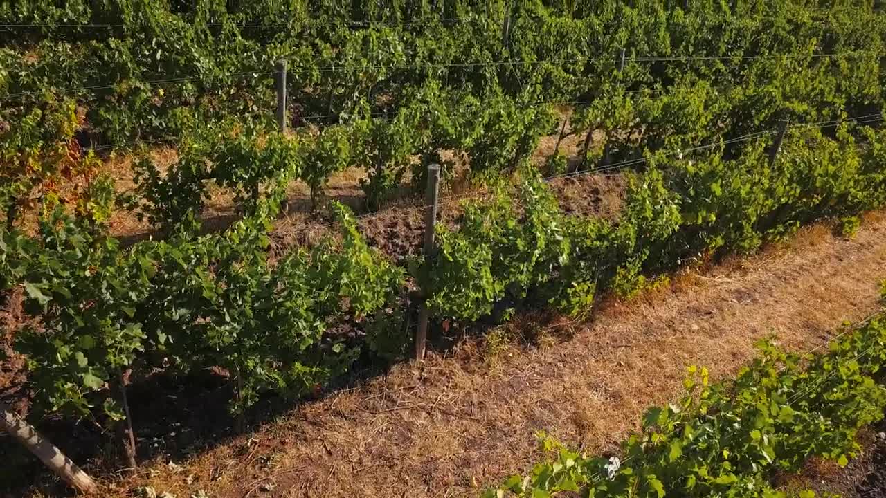 Stock Footage Vineyards Of Chianti In The Afternoon Live Wallpaper - Free Download