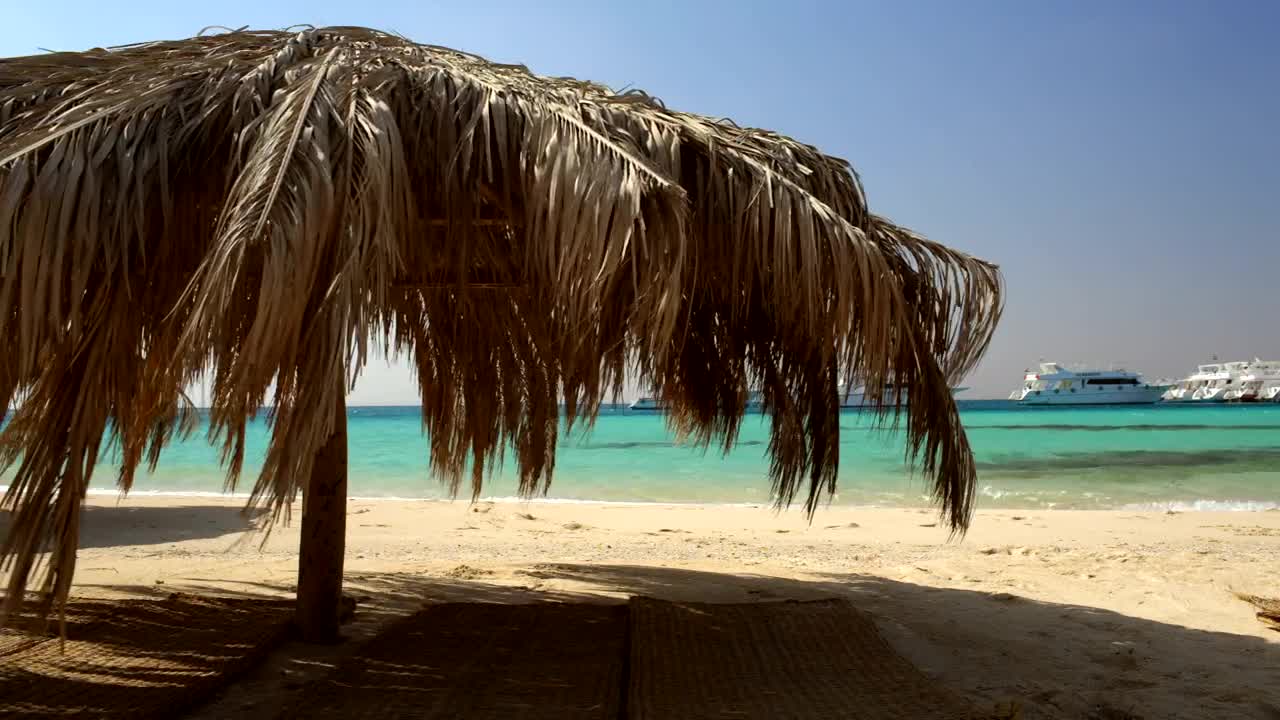 Stock Video Palm Umbrellas On The Beach Live Wallpaper - Free Download