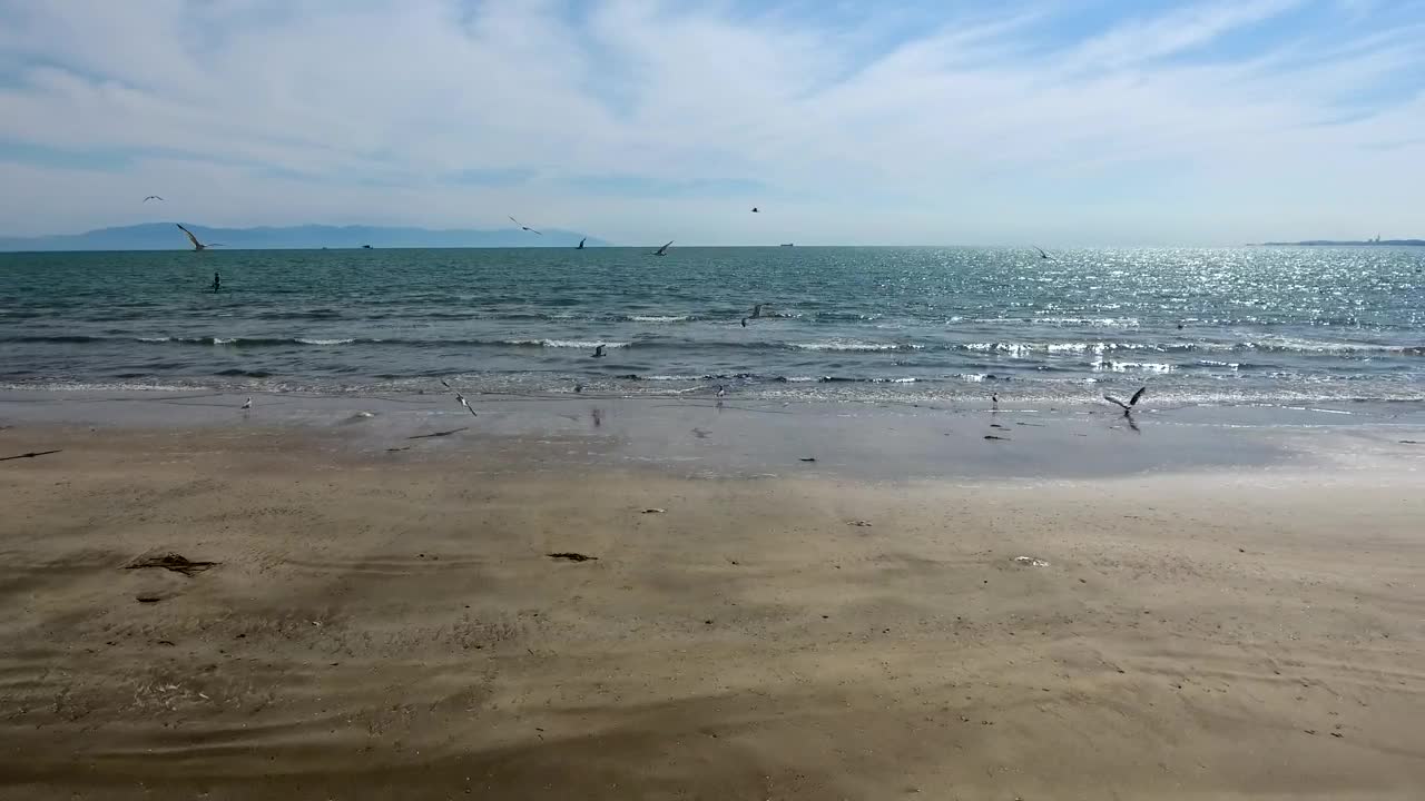 Free Stock Video Seagulls Flying On A Deserted Beach Live Wallpaper - Free Download