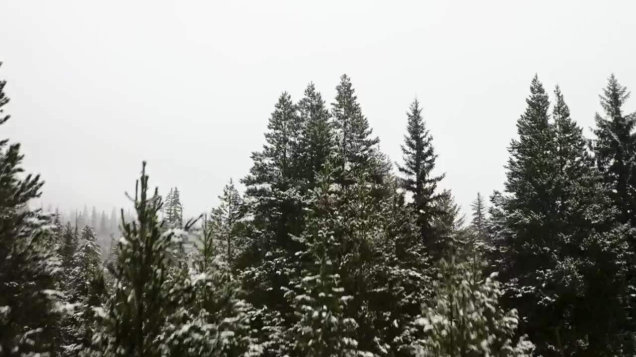 Video Stock Canadian Forest During Winter Live Wallpaper For PC - Free Download