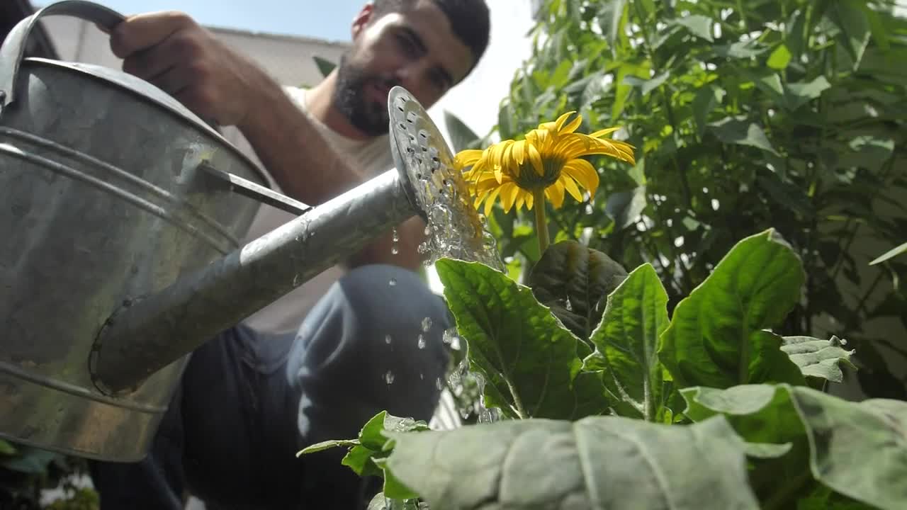 Stock Video Man Watering A Sunflower In His Garde Animated Wallpaper - Free Download