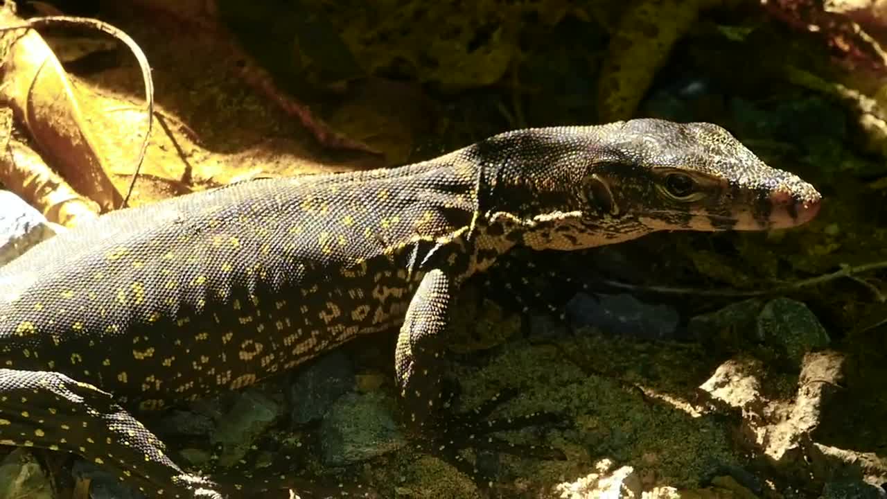 Stock Video Lizard Taking A Sunbath Animated Wallpaper - Free Download