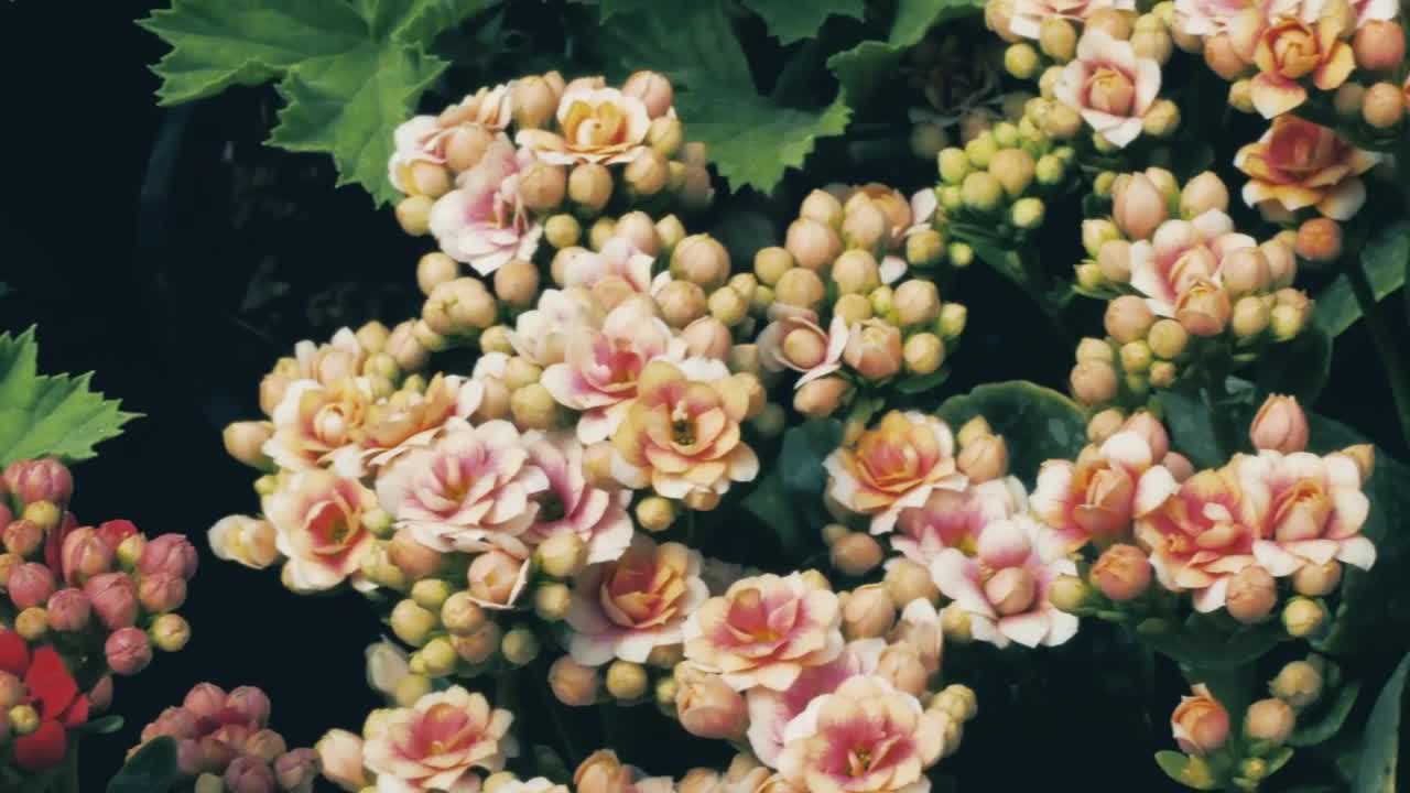 Video Stock Pretty Unopened Flowers Live Wallpaper Free - Free Download