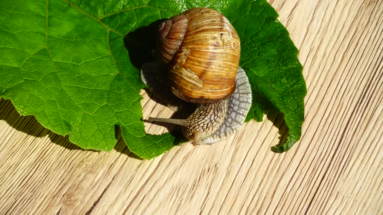 Stock Video Garden Snail Eating A Leaf Live Wallpaper For PC - Free Download