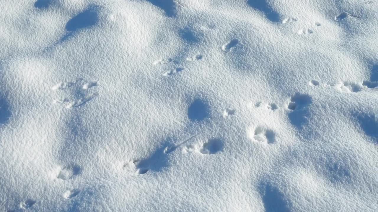 Stock Video Paw Prints In The Snow Live Wallpaper - Free Download