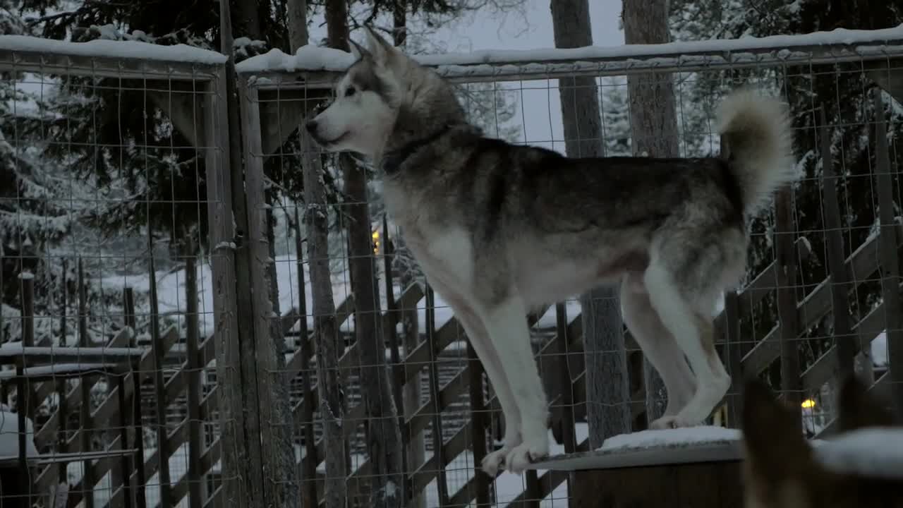 Stock Video Husky Looking Out Across A Garden Animated Wallpaper - Free Download