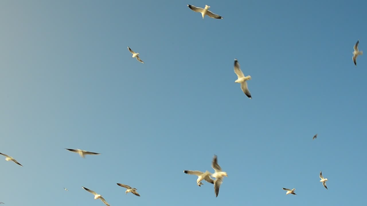 Free Stock Video Seagulls Flying Around A Feeding Area Live Wallpaper - Free Download