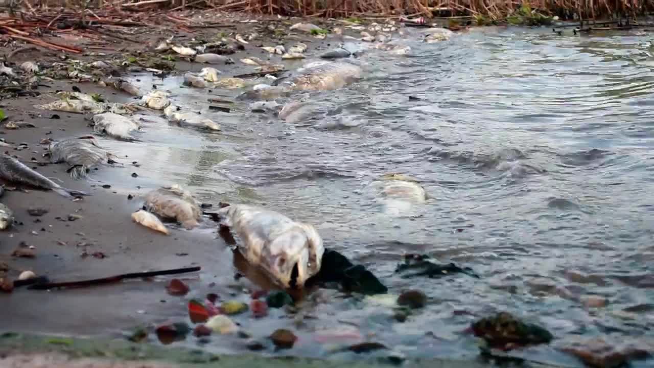 Stock Video Dead Fish In A Polluted Shore Live Wallpaper For PC - Free Download