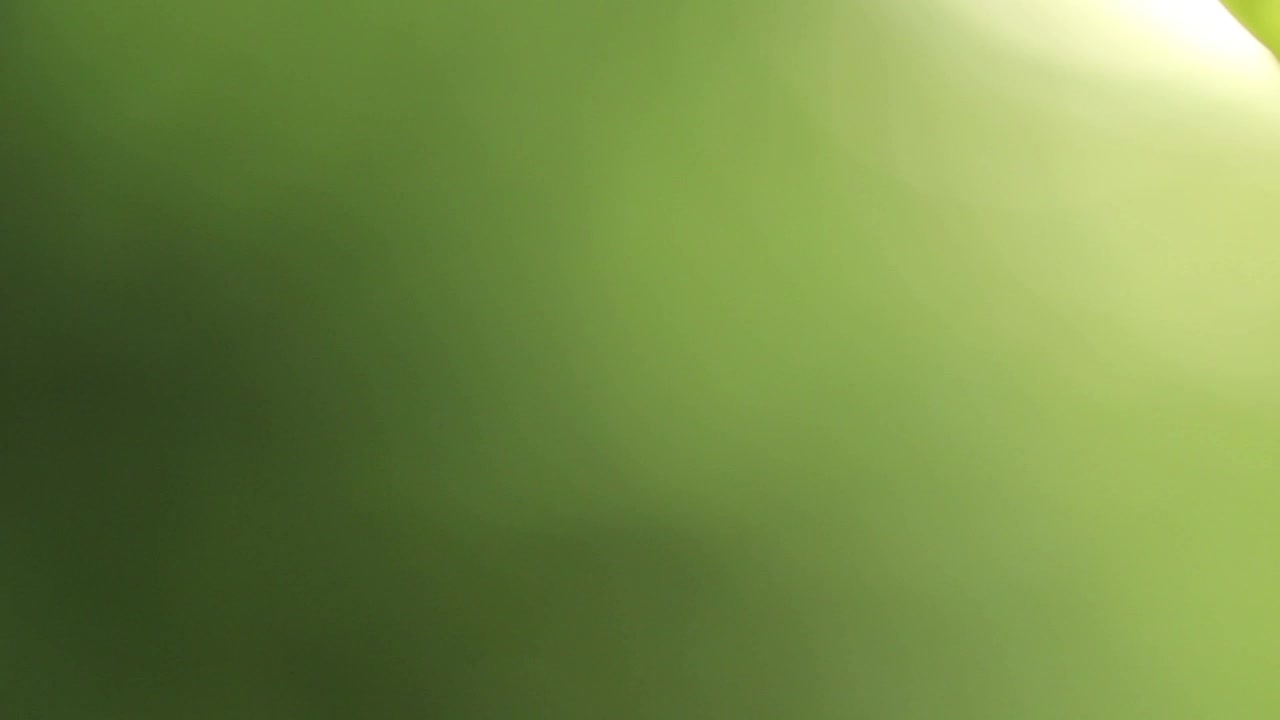 Free Video Stock Spider Web Coming Into Focus Live Wallpaper - Free Download