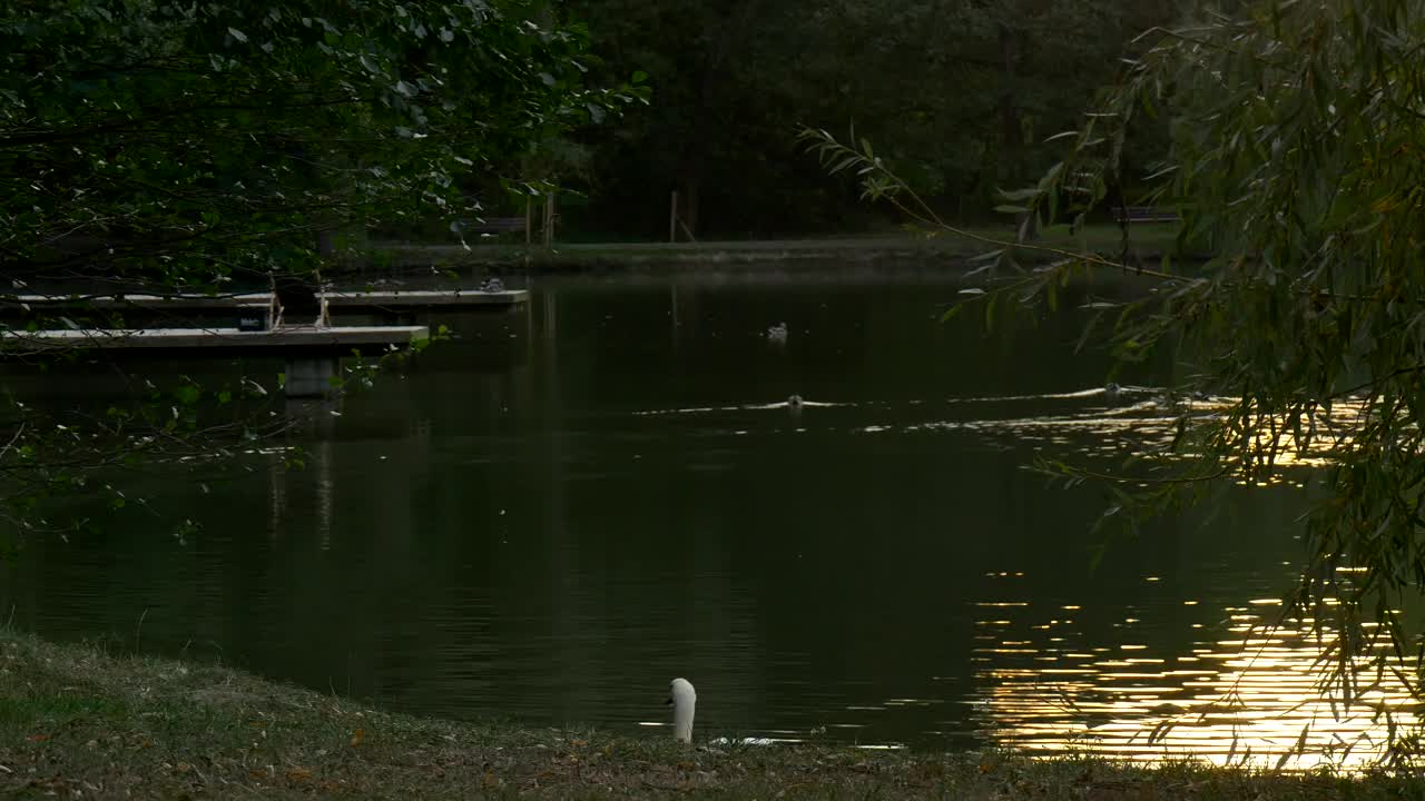 Free Video Stock swan swimming near the lakeshore Live Wallpaper - Free Download