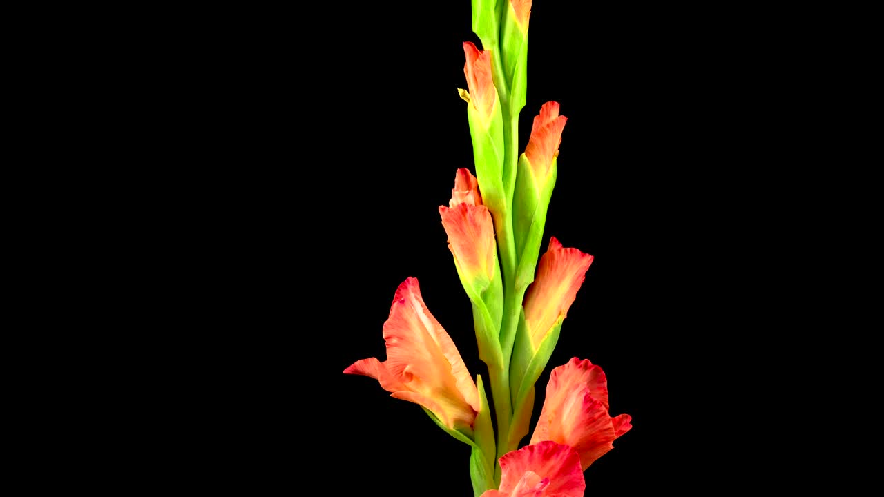 Video Stock Pink And White Flower Opening Live Wallpaper Free - Free Download