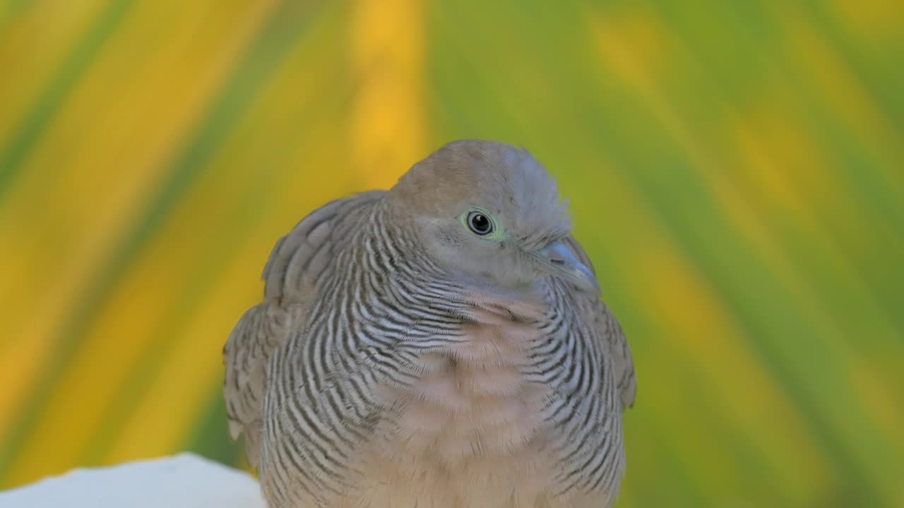 Stock Footage Wild Dove On Mauritius Island Live Wallpaper - Free Download