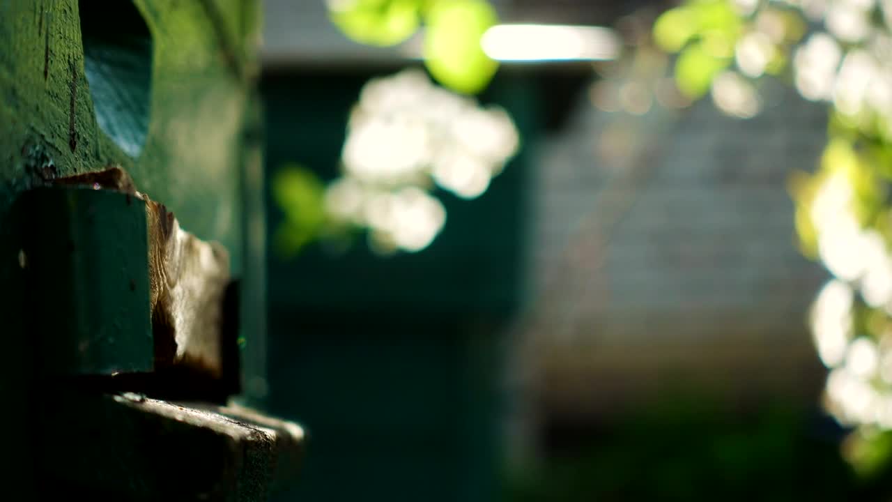 Stock Video Bees Flying In And Out Of The Beehive Live Wallpaper For PC - Free Download