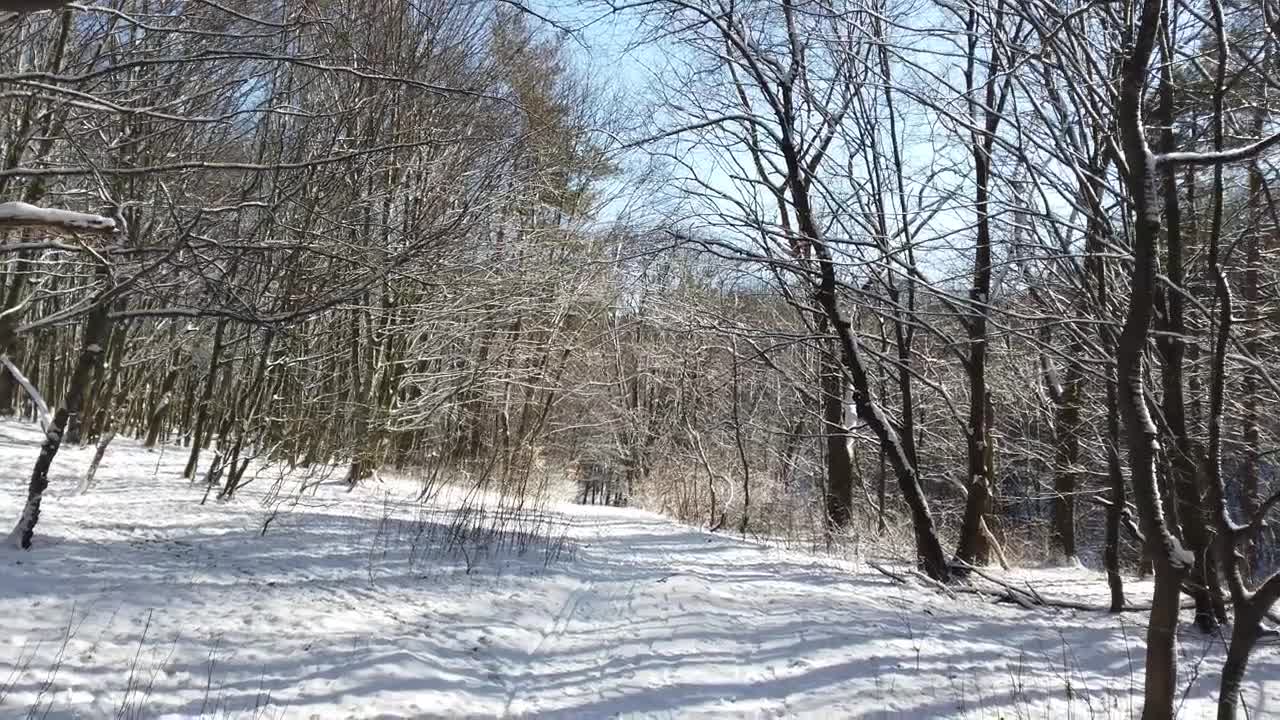 Free Video Stock Slow Journey Through A Snowy Forest Of Dry Trees Live Wallpaper - Free Download
