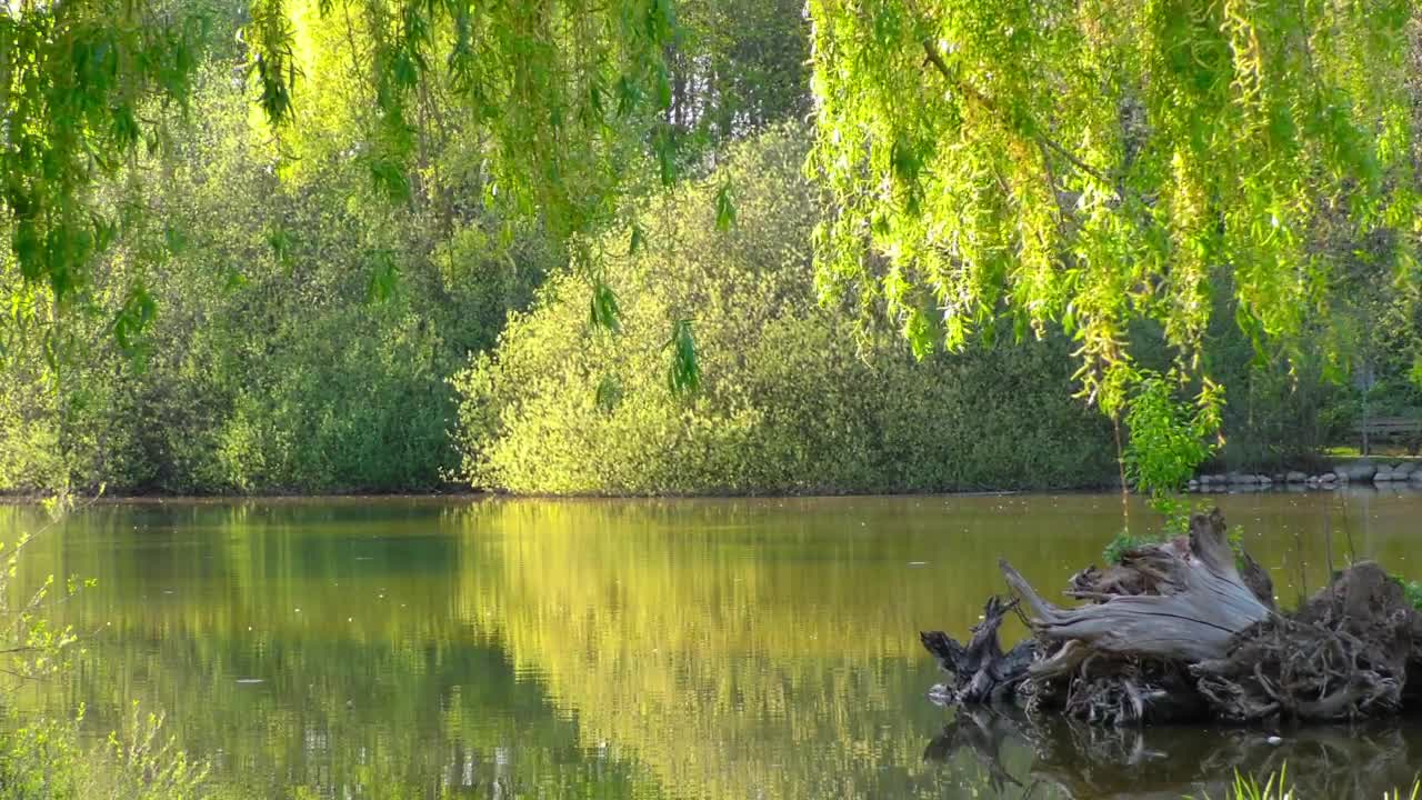 Stock Video Beautiful Lake In A Quiet Park Live Wallpaper For PC - Free Download