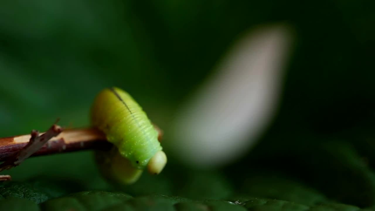 Video Stock Caterpillar Walking On A Branch Live Wallpaper For PC - Free Download