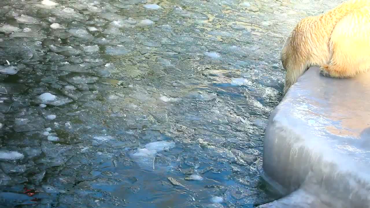 Video Stock Polar Bears Swimming In Ice Live Wallpaper Free - Free Download