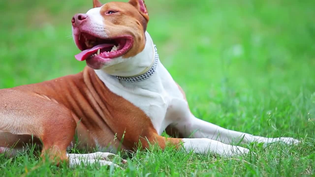 Stock Video Little Pit Bull Dog Terrier Animated Wallpaper - Free Download