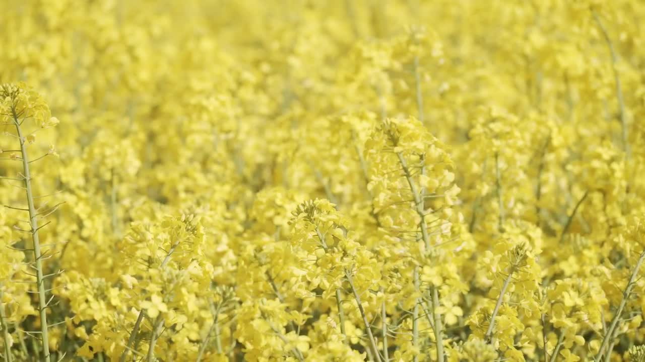 Video Stock Close Up Shot Of A Crop Field Live Wallpaper For PC - Free Download