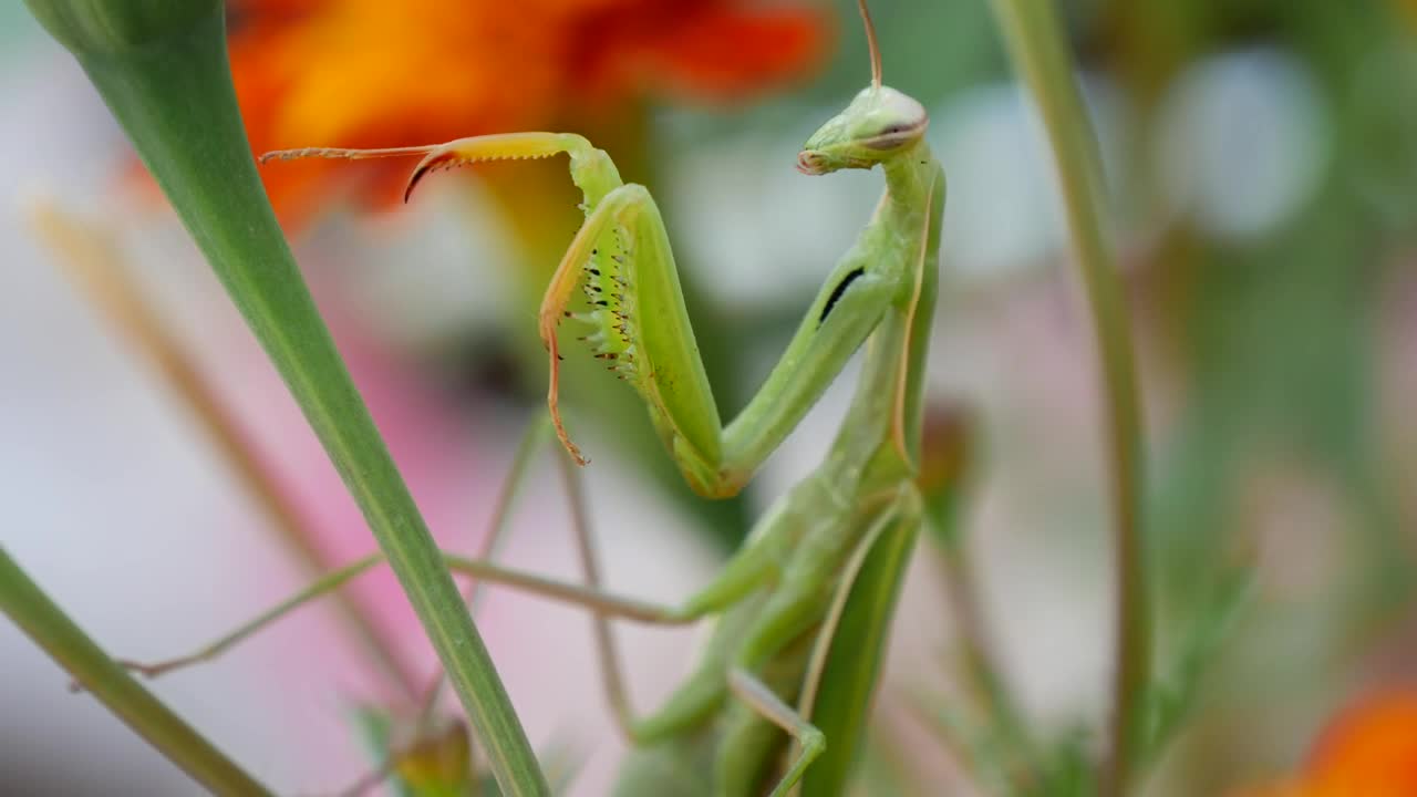 Video Stock Praying Mantis Climbing Up A Plant Live Wallpaper Free - Free Download