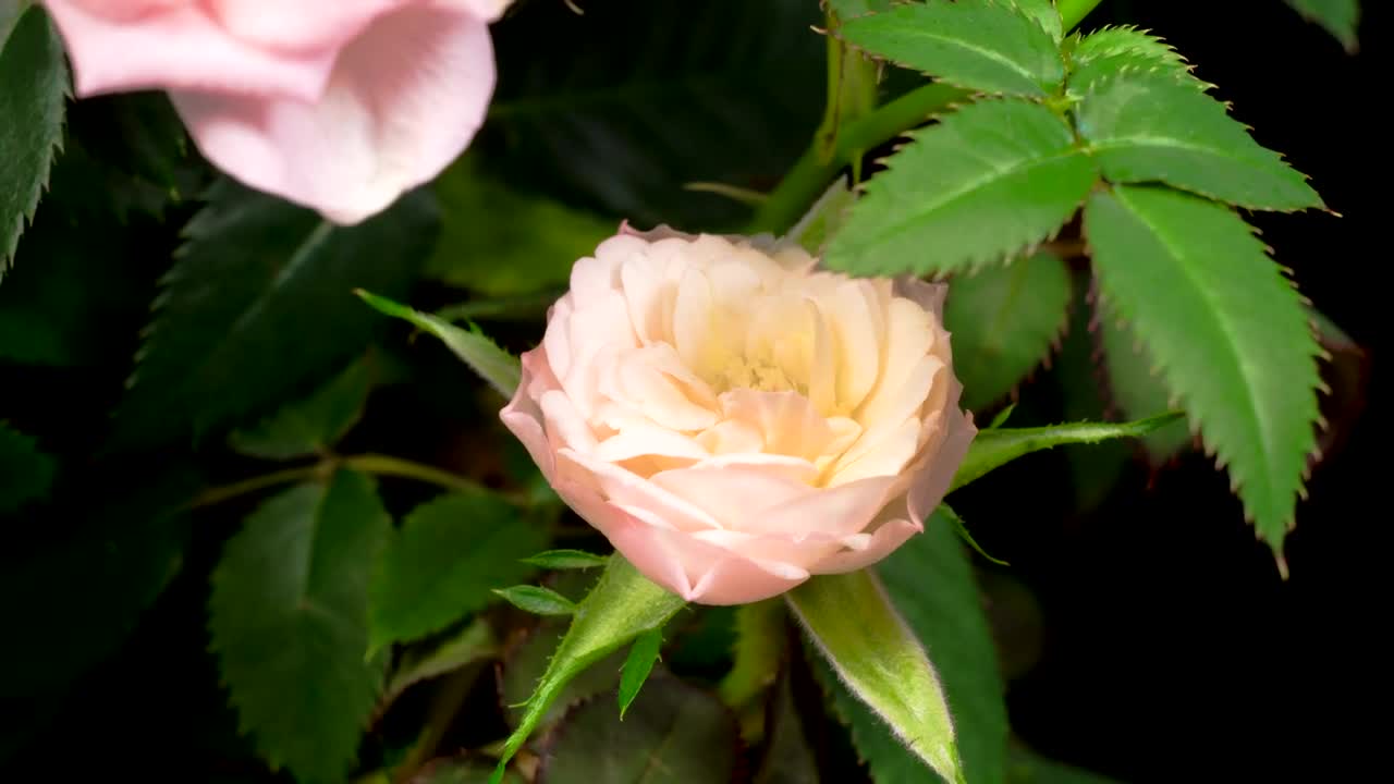 Free Stock Video White Rose Opening Its Petals On A Rosebush Live Wallpaper - Free Download