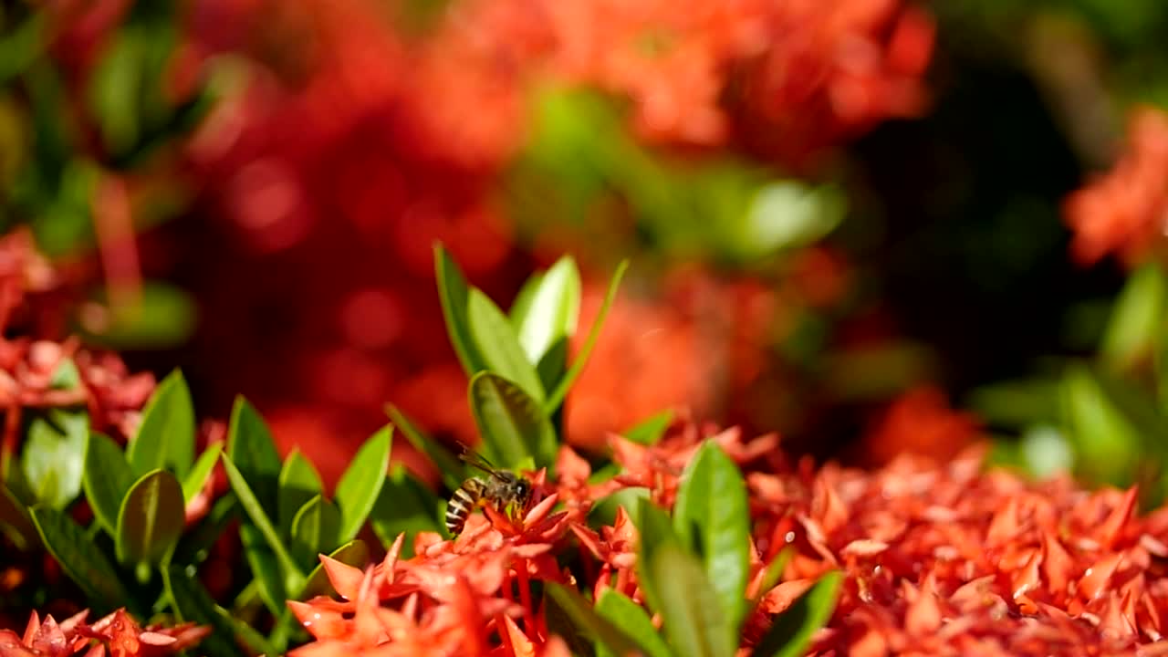 Stock Video Bees Working On A Garden Plant Live Wallpaper For PC - Free Download