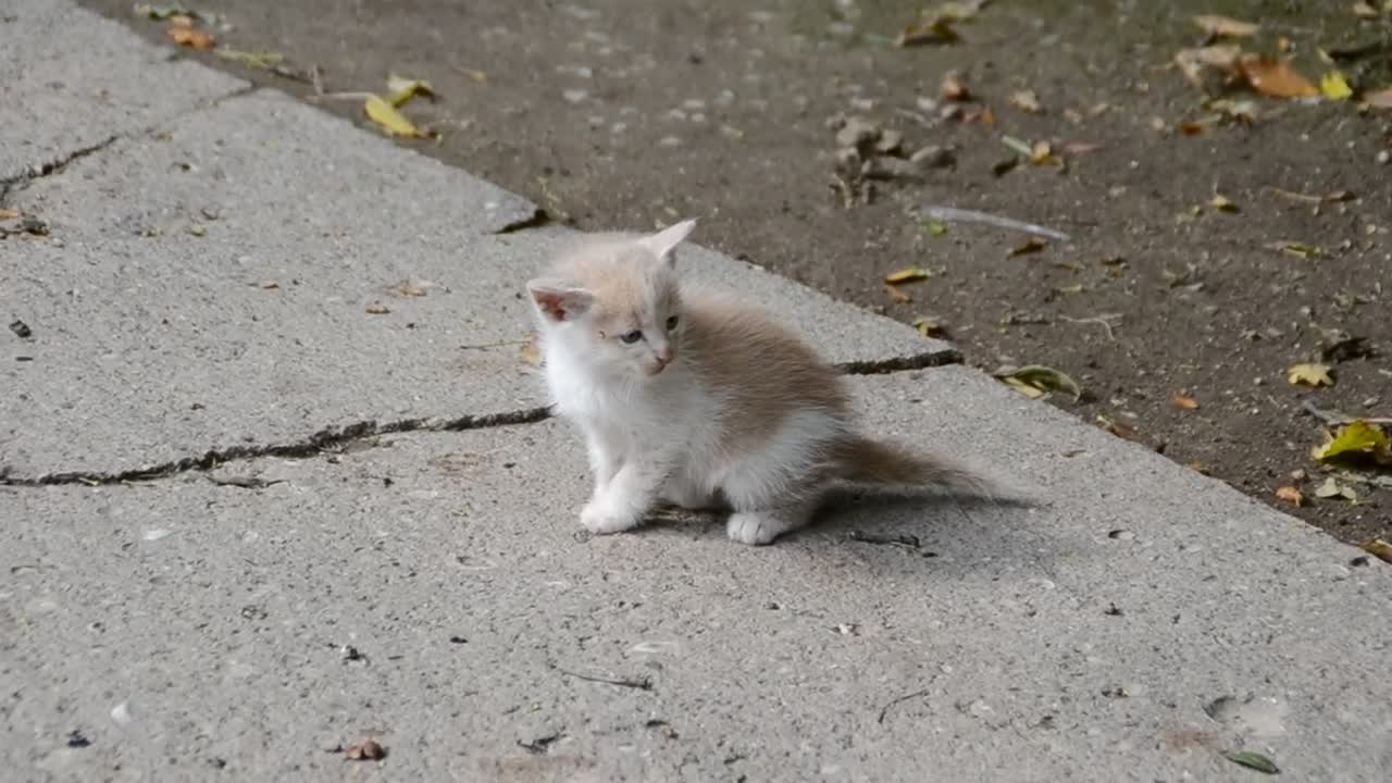Stock Video Kitten Walking Alone Animated Wallpaper - Free Download