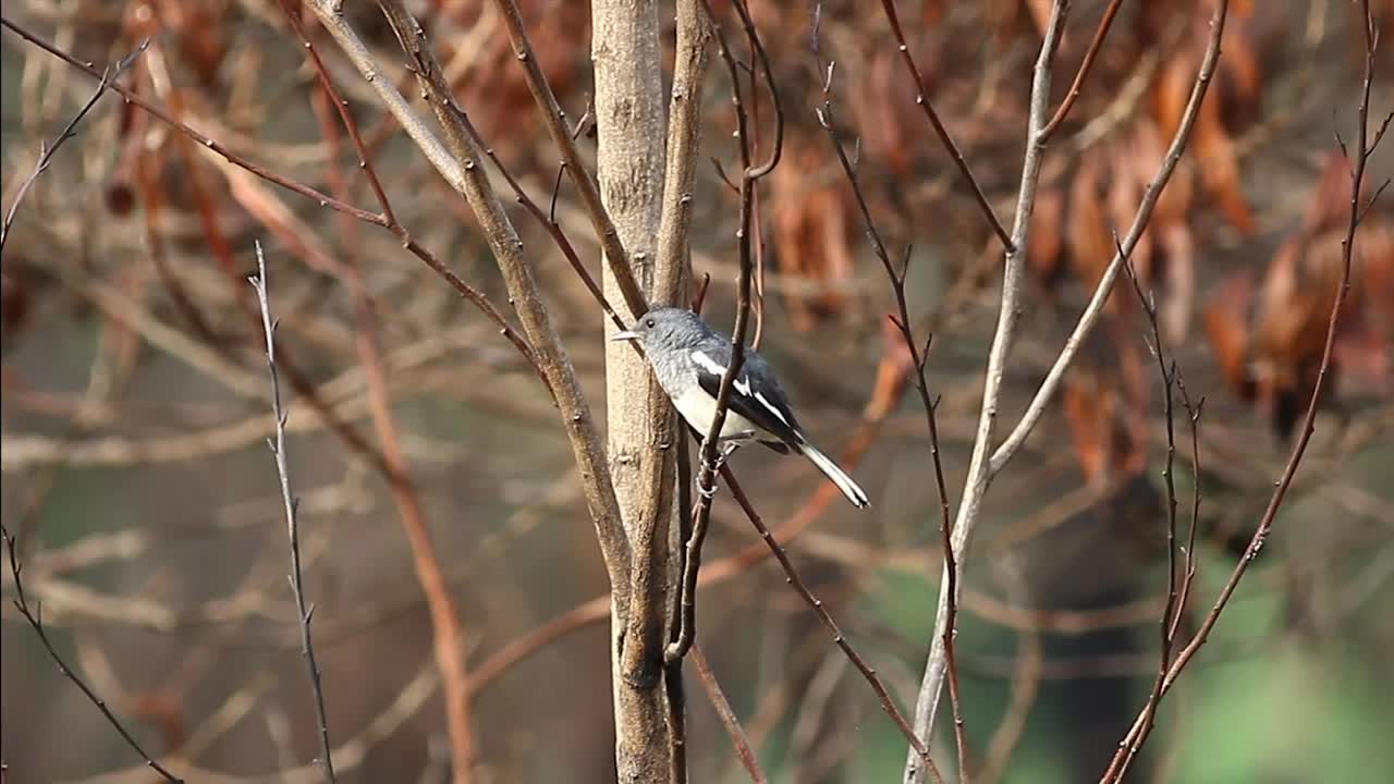 Stock Video Magpie In An Autumn Forest Animated Wallpaper - Free Download