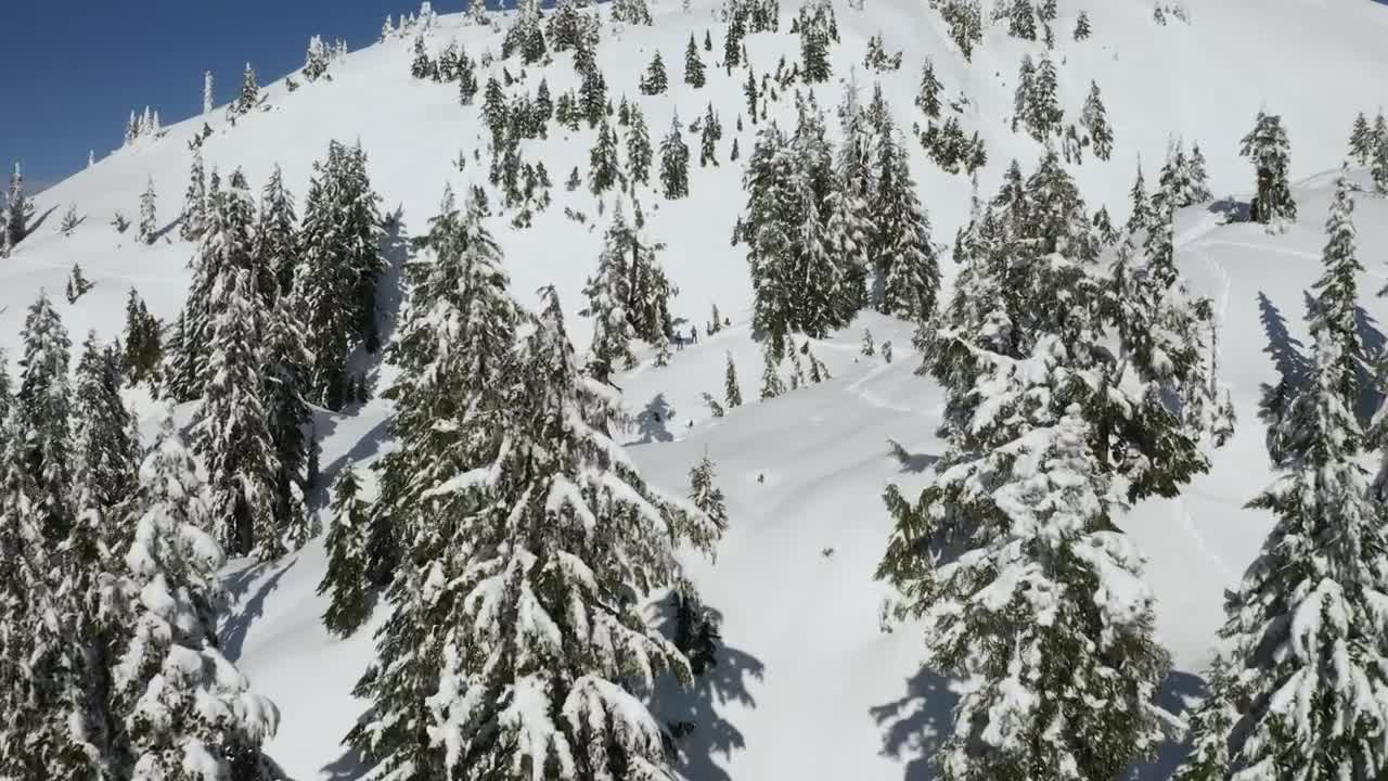 Free Video Stock Snowy Slope And Pine Tree Cover In Canada Live Wallpaper - Free Download