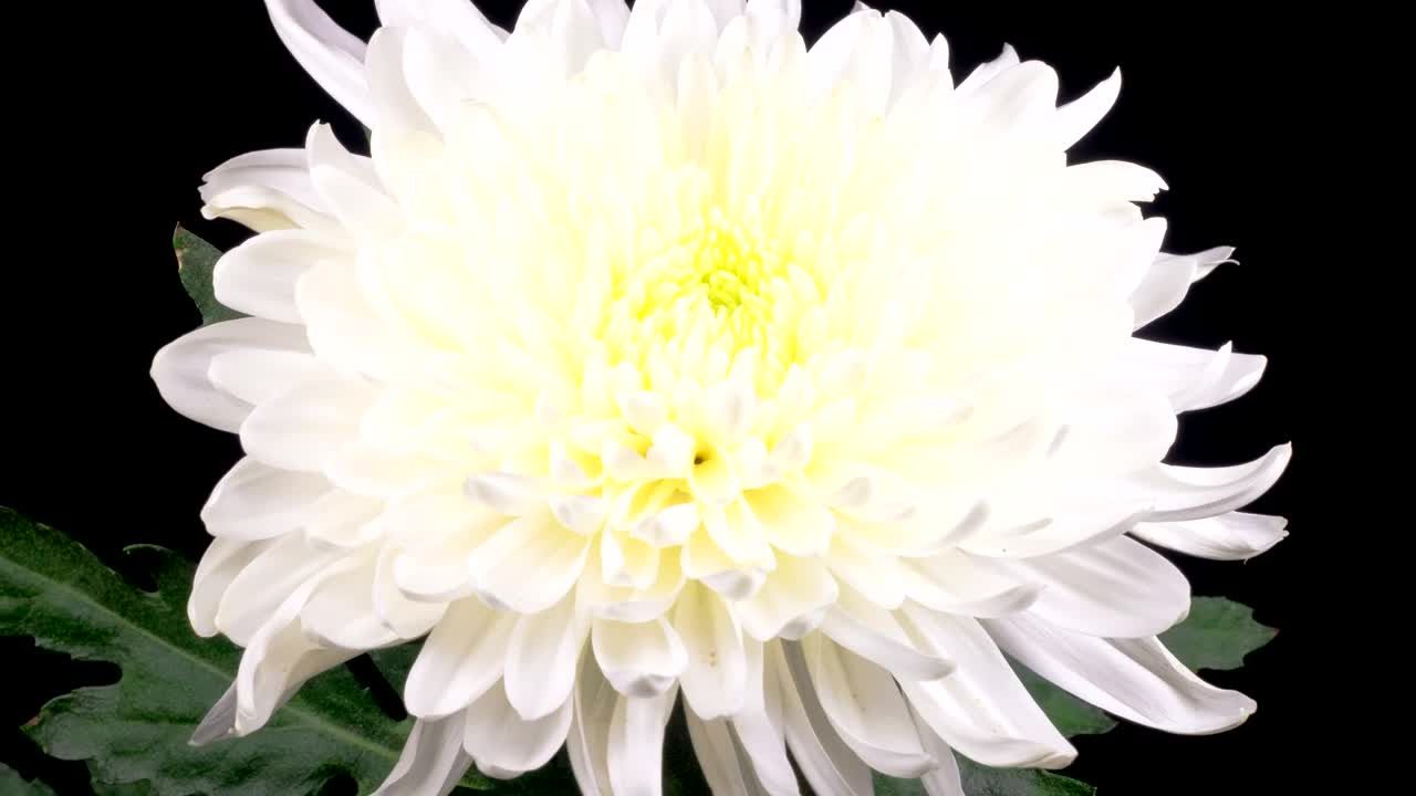 Stock Footage White Chrysanthemum Flower Opening Live Wallpaper - Free Download