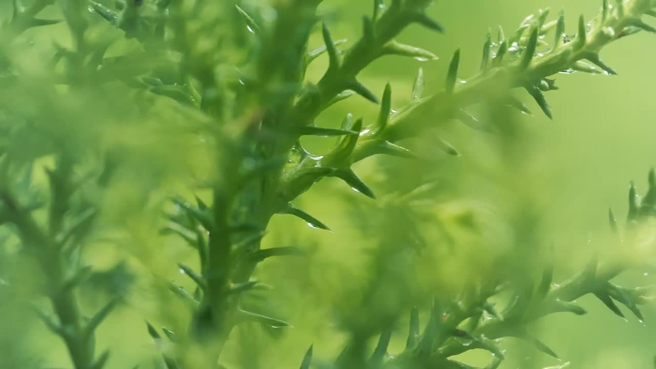Stock Video Green Wet Plants Close Up Live Wallpaper For PC - Free Download