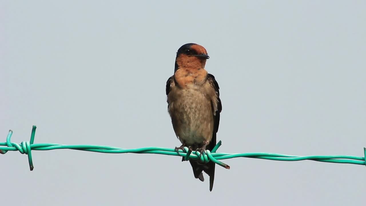Stock Video Bird Cleaning Itself On A Wire Fence Live Wallpaper For PC - Free Download