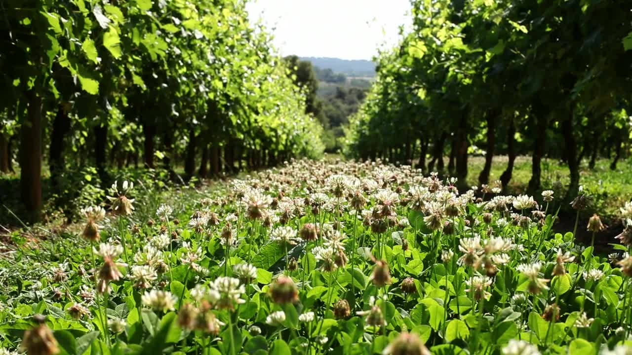 Stock Video Daisy Field In An Agricultural Field Live Wallpaper For PC - Free Download