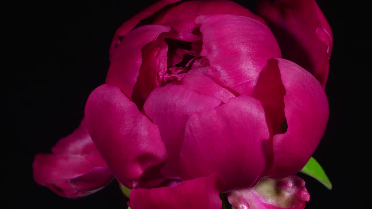 Video Stock Close Up To A Blooming Pink Flower Live Wallpaper For PC - Free Download