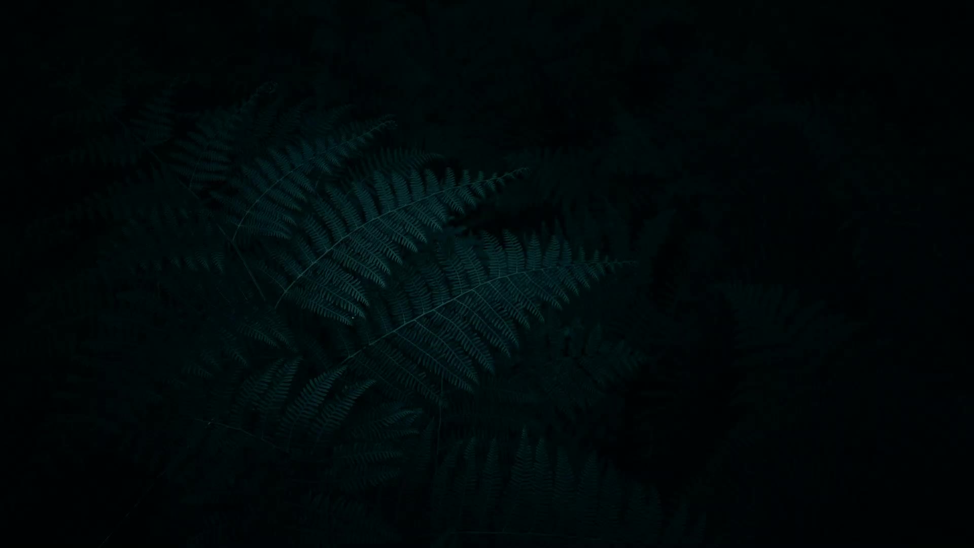 Ferns in the Dark Deskop Live Wallpaper - Free Download