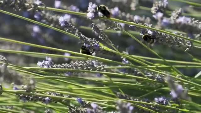 Stock Video Large Bees On A Lavender Plant Smal Animated Wallpaper - Free Download