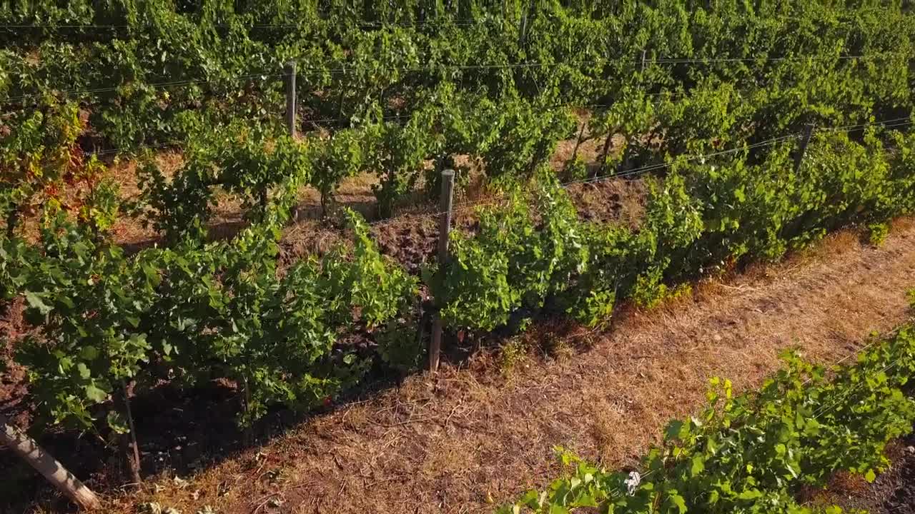 Stock Footage Vineyard Before Harvest Live Wallpaper - Free Download