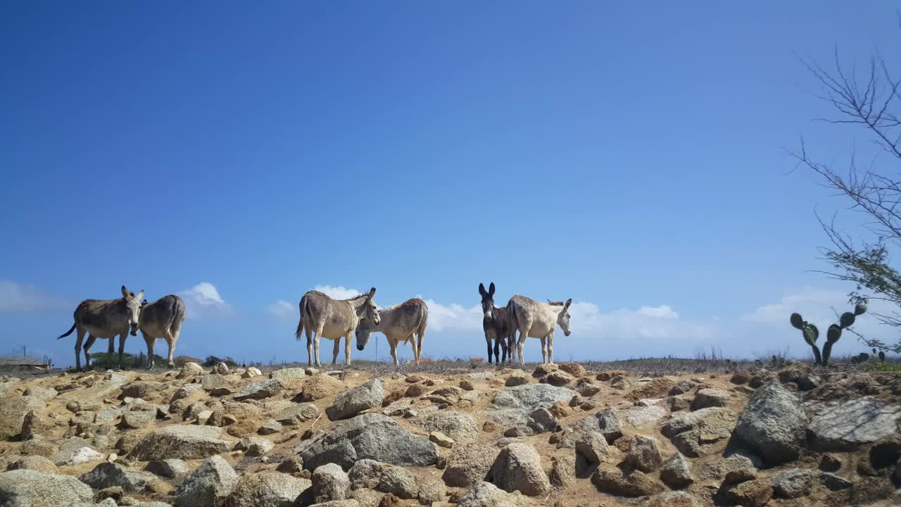 Stock Video Group Of Donkeys On A Deserted Landscape Live Wallpaper For PC - Free Download