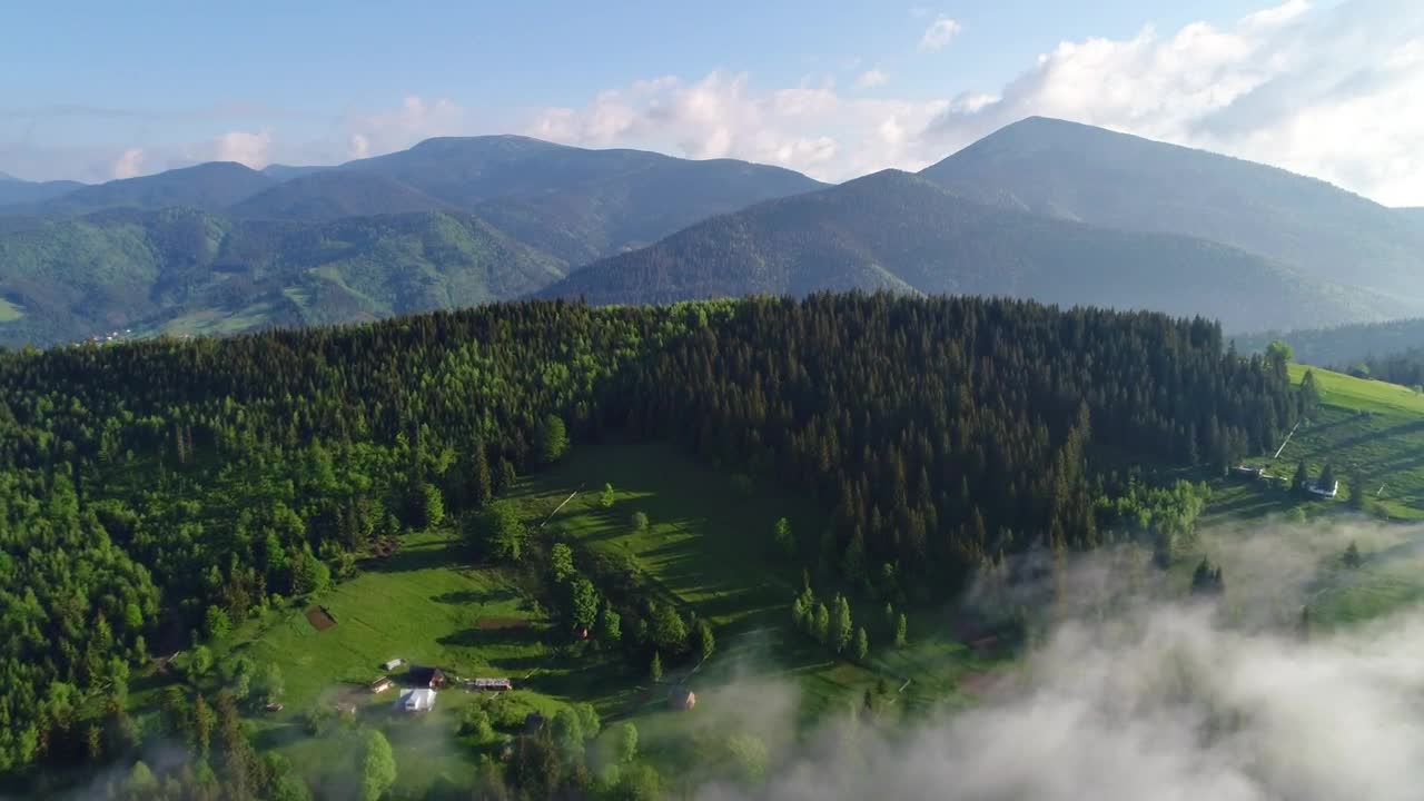 Stock Video Green Forest Full Of Pine Trees In Spring Live Wallpaper For PC - Free Download