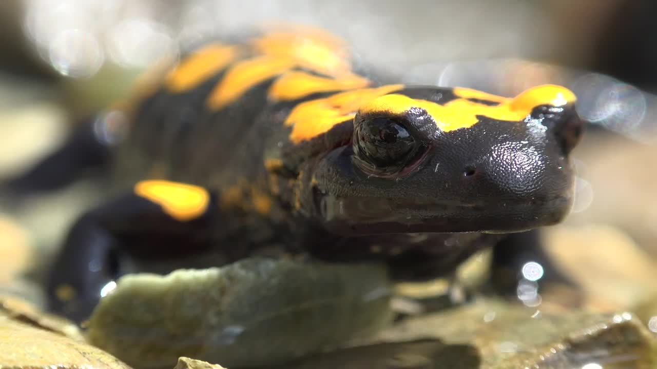 Stock Video Black Frog In The Water Live Wallpaper For PC - Free Download