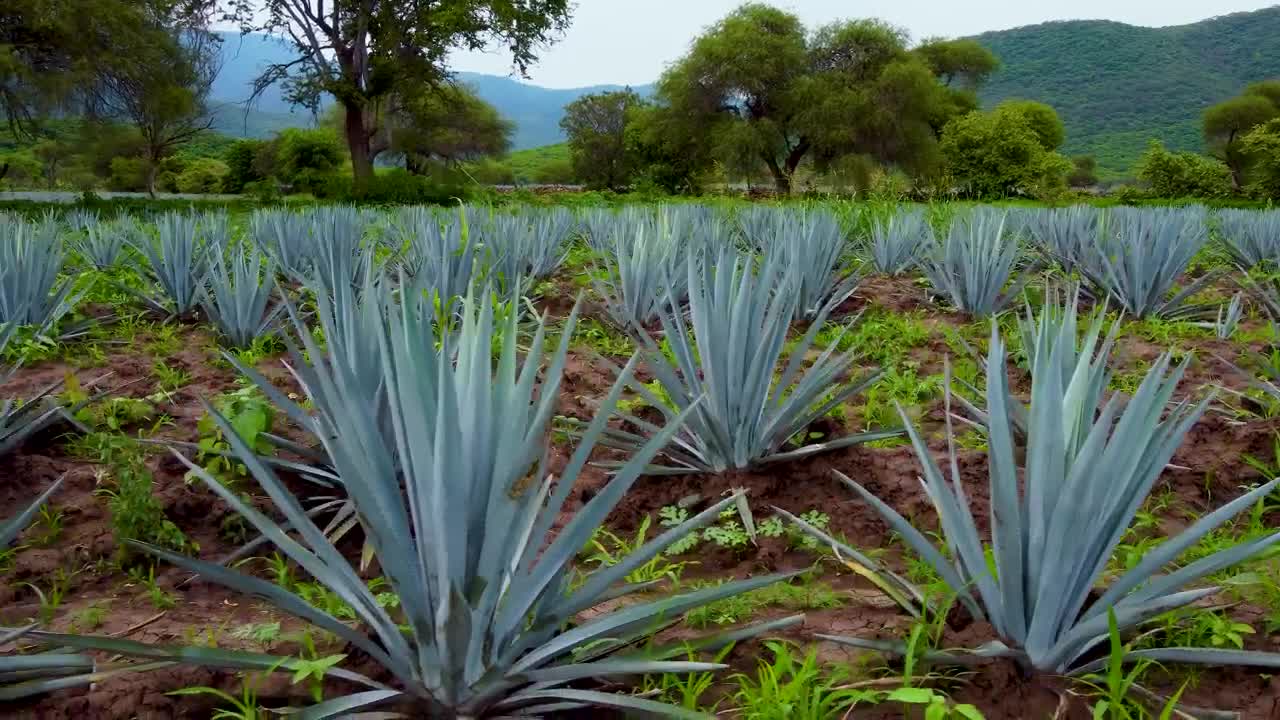 Stock Video Crop Field Covered By Maguey Leaves Live Wallpaper For PC - Free Download