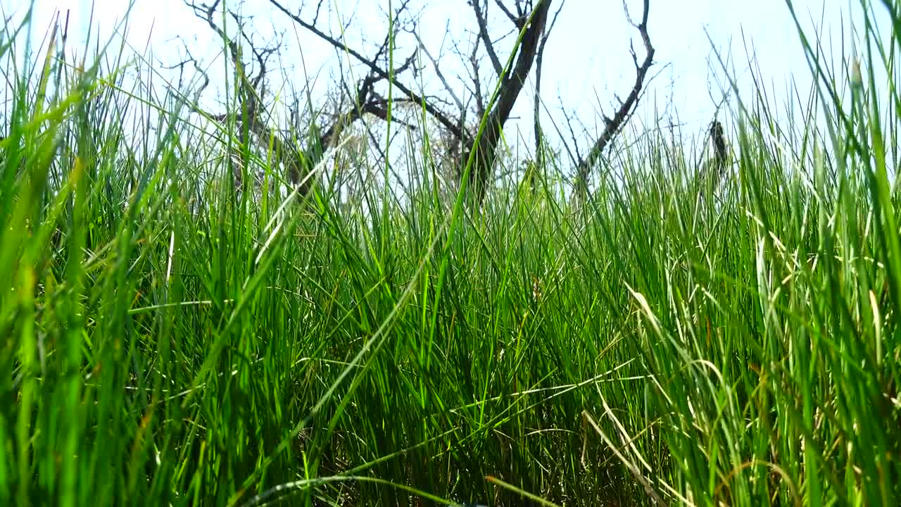 Free Video Stock tall grass growing under a dead tree Live Wallpaper - Free Download