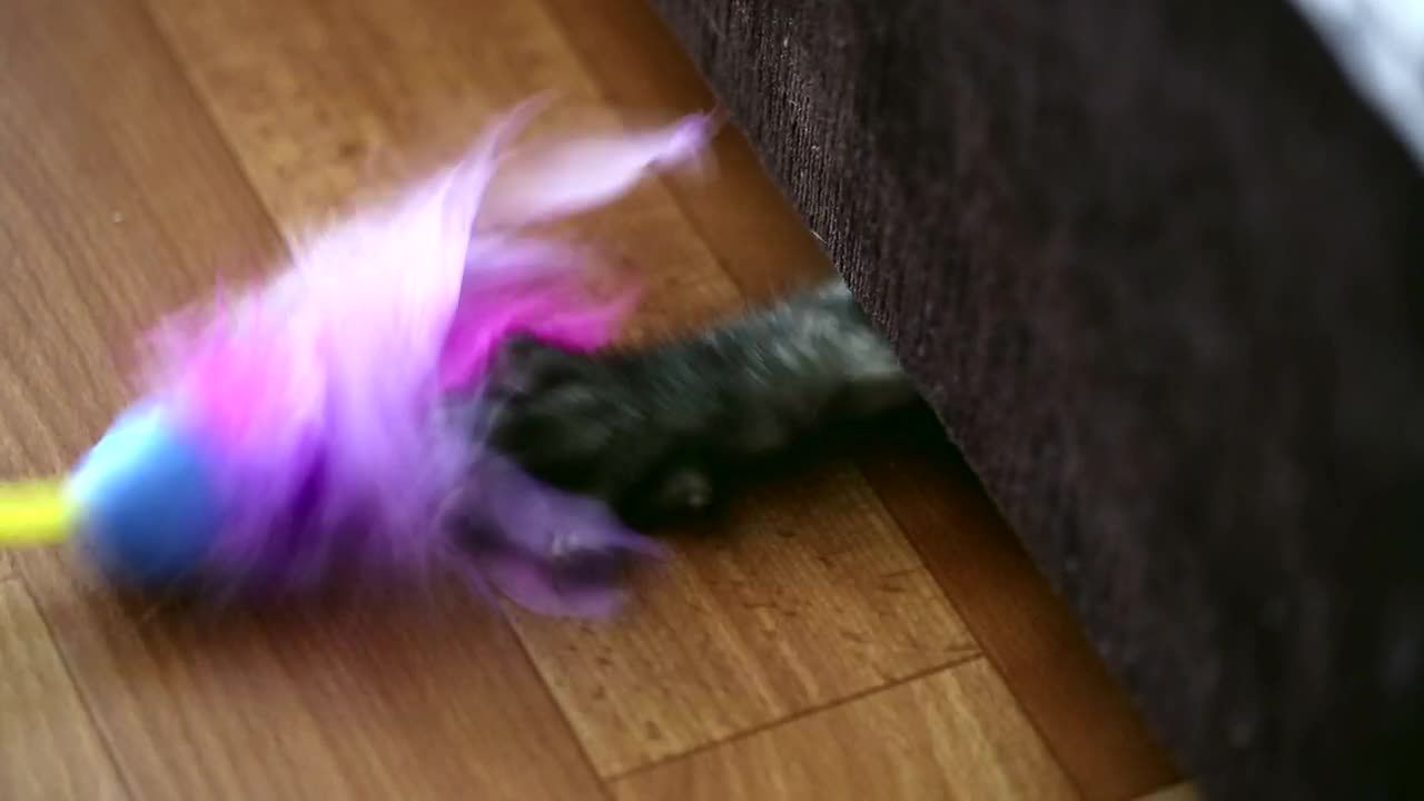 Video Stock Cat Under The Couch Playing With Feathers Live Wallpaper For PC - Free Download