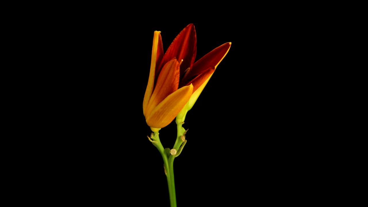 Stock Video Lily Blooming On Black Background Animated Wallpaper - Free Download