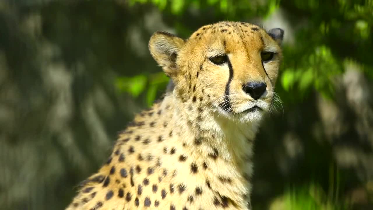 Video Stock Cheetah In The Wild Portrait Live Wallpaper For PC - Free Download